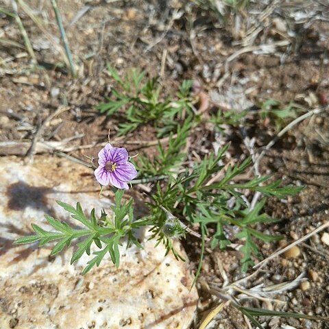 Erodium stephanianum unspecified picture