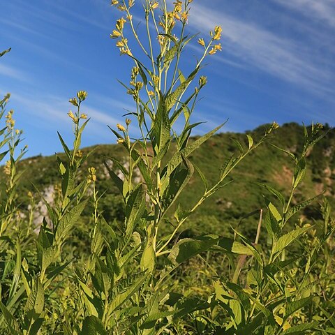 Sisymbrium luteum unspecified picture