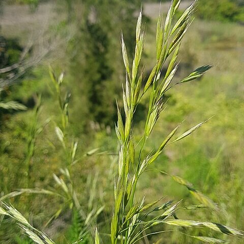 Bromus auleticus unspecified picture