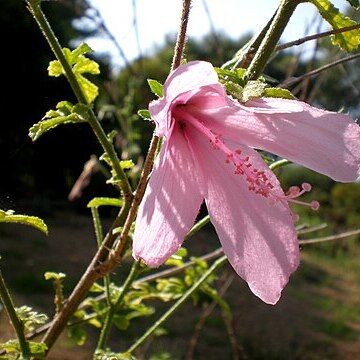 Hibiscus pedunculatus unspecified picture