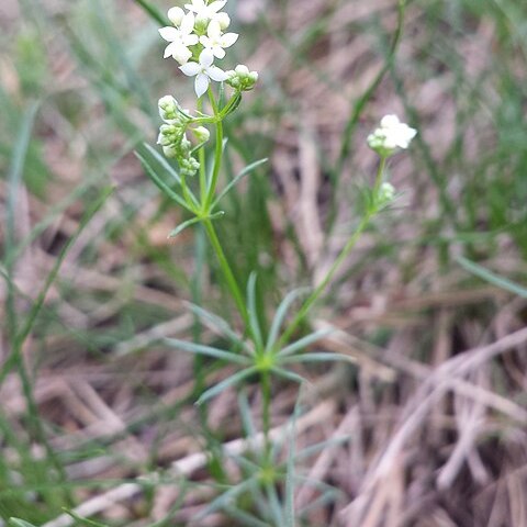 Galium austriacum unspecified picture