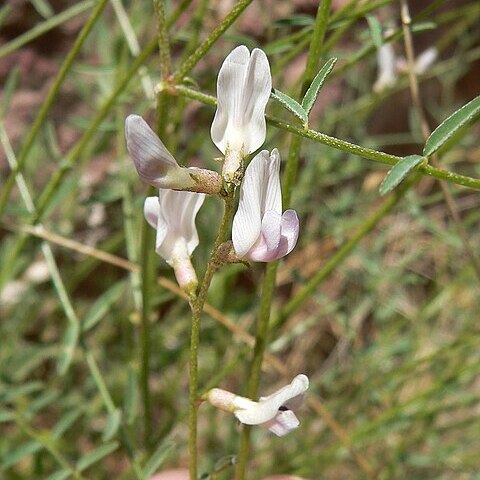 Astragalus remotus unspecified picture