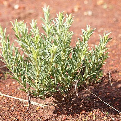 Polymeria longifolia unspecified picture