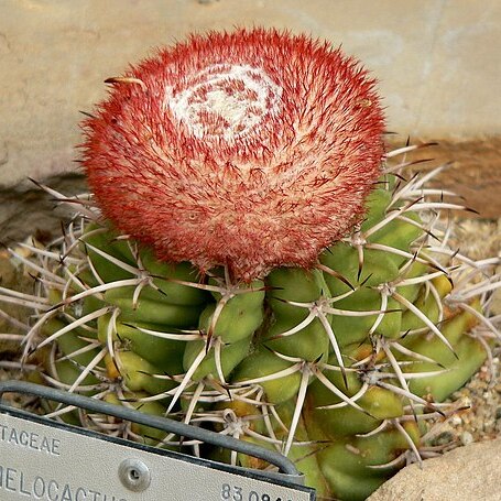 Melocactus concinnus unspecified picture