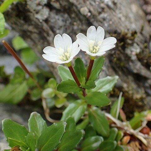 Epilobium glabellum unspecified picture