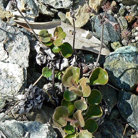 Eriogonum nervulosum unspecified picture