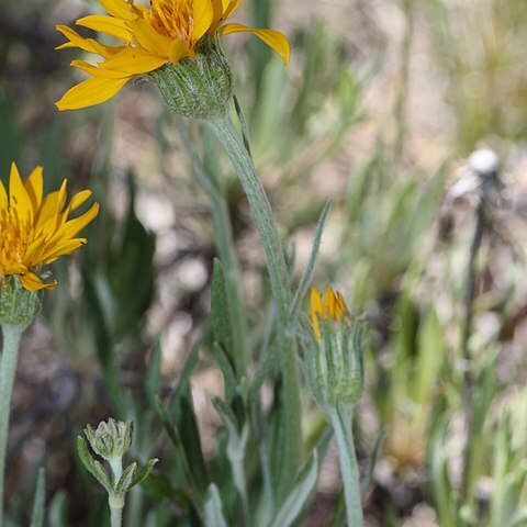 Stenotus lanuginosus unspecified picture