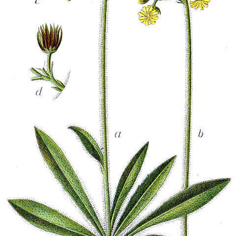 Hieracium cymosum unspecified picture