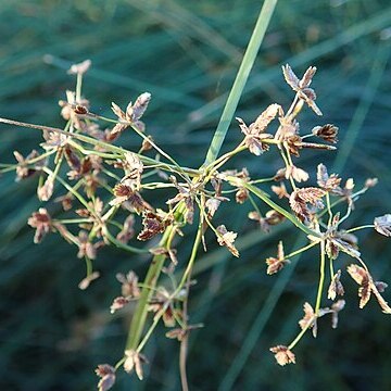 Cyperus concinnus unspecified picture