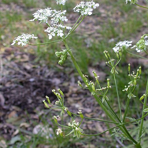 Anthriscus lamprocarpa unspecified picture