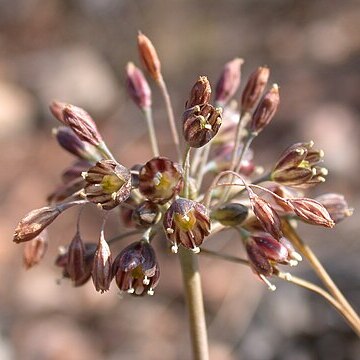 Allium tardiflorum unspecified picture