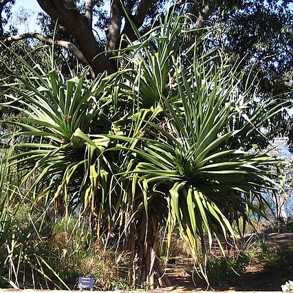 Pandanus aquaticus unspecified picture