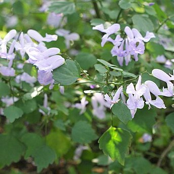 Plectranthus saccatus unspecified picture