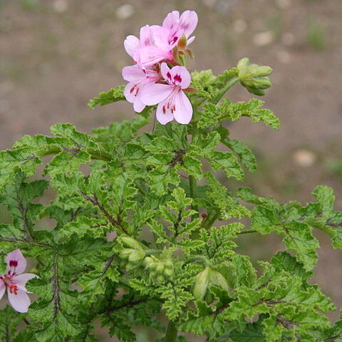 Pelargonium glutinosum l'hér. unspecified picture