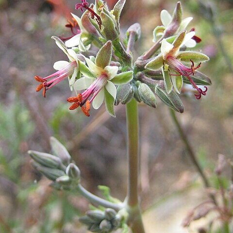 Pelargonium dasyphyllum unspecified picture