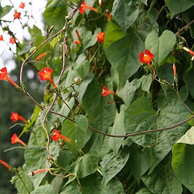 Ipomoea coccinea unspecified picture