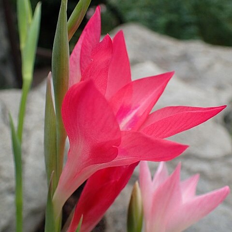 Gladiolus carmineus unspecified picture