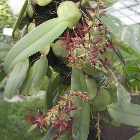 Bulbophyllum barbigerum unspecified picture