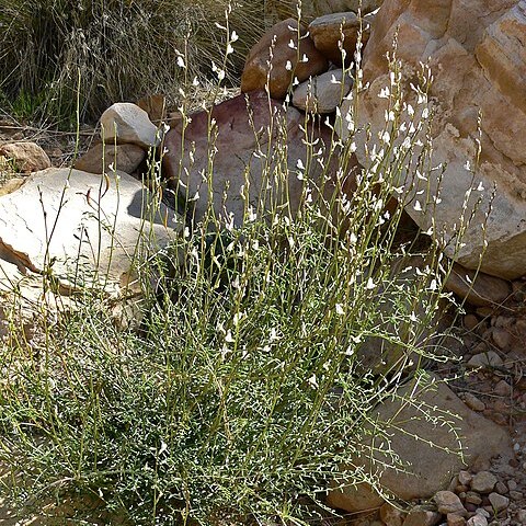 Astragalus remotus unspecified picture