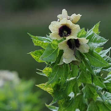 Hyoscyamus reticulatus unspecified picture