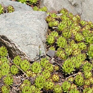 Sempervivum macedonicum unspecified picture