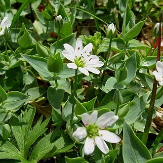 Stellaria ruscifolia unspecified picture