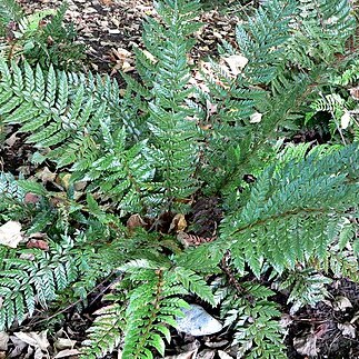 Polystichum neolobatum unspecified picture