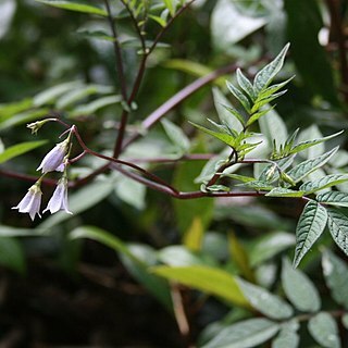 Solanum longiconicum unspecified picture