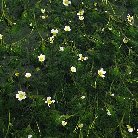 Ranunculus nipponicus unspecified picture