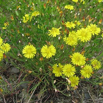 Ixeris tamagawaensis unspecified picture