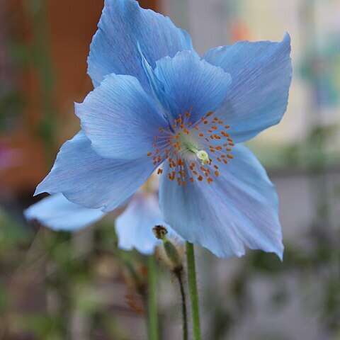 Meconopsis grandis unspecified picture