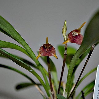 Masdevallia cosmia unspecified picture