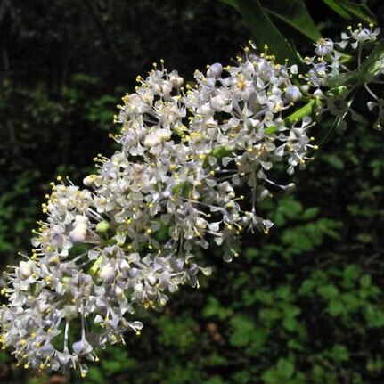 Ceanothus spinosus unspecified picture