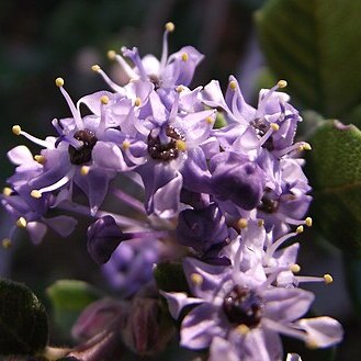 Ceanothus maritimus unspecified picture