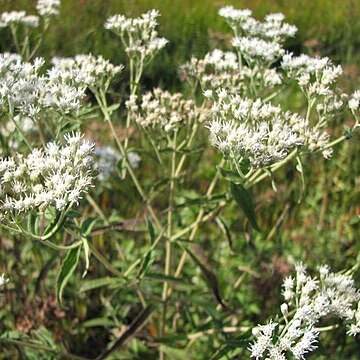 Eupatorium resinosum unspecified picture