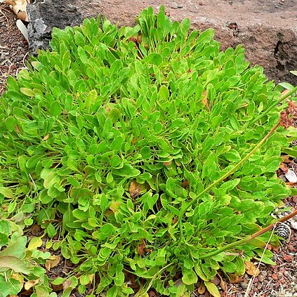 Eriogonum hirtellum unspecified picture