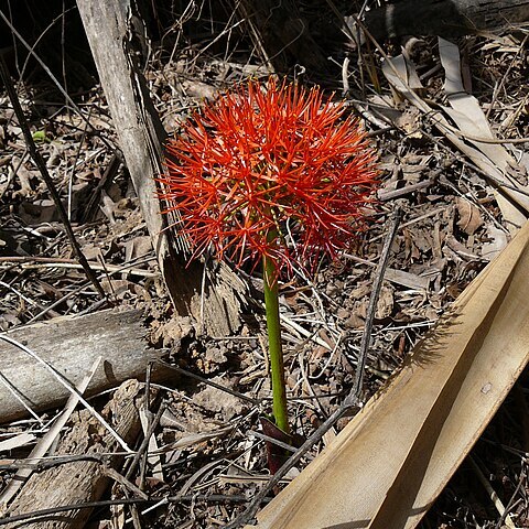 Scadoxus multiflorus subsp. multiflorus unspecified picture