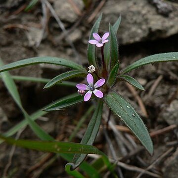 Collomia tinctoria unspecified picture