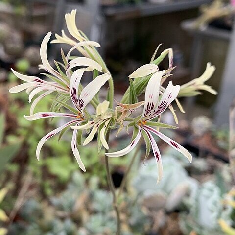 Pelargonium leptum unspecified picture