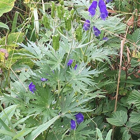 Aconitum maximum unspecified picture