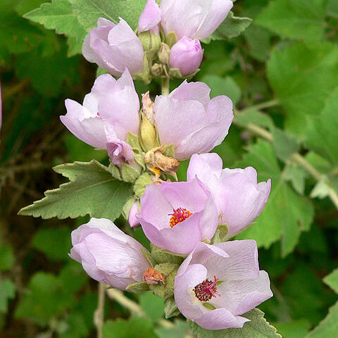 Malacothamnus unspecified picture