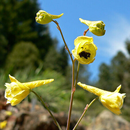 Delphinium luteum unspecified picture