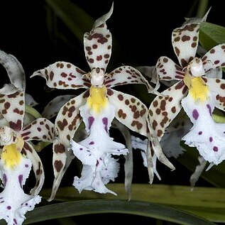 Oncidium blandum unspecified picture