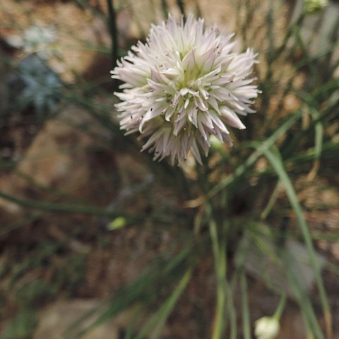 Allium glomeratum unspecified picture