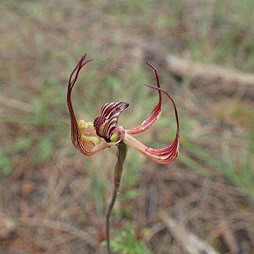 Caladenia multiclavia unspecified picture