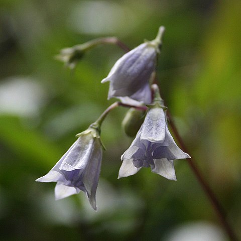 Solanum longiconicum unspecified picture