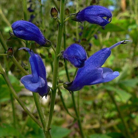 Salvia cacaliifolia unspecified picture