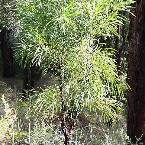 Persoonia longifolia unspecified picture