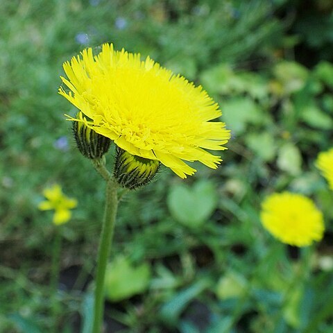 Hieracium glaucum unspecified picture