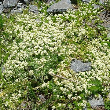 Galium cespitosum unspecified picture